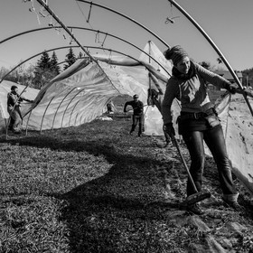 Montage de serres tunnel