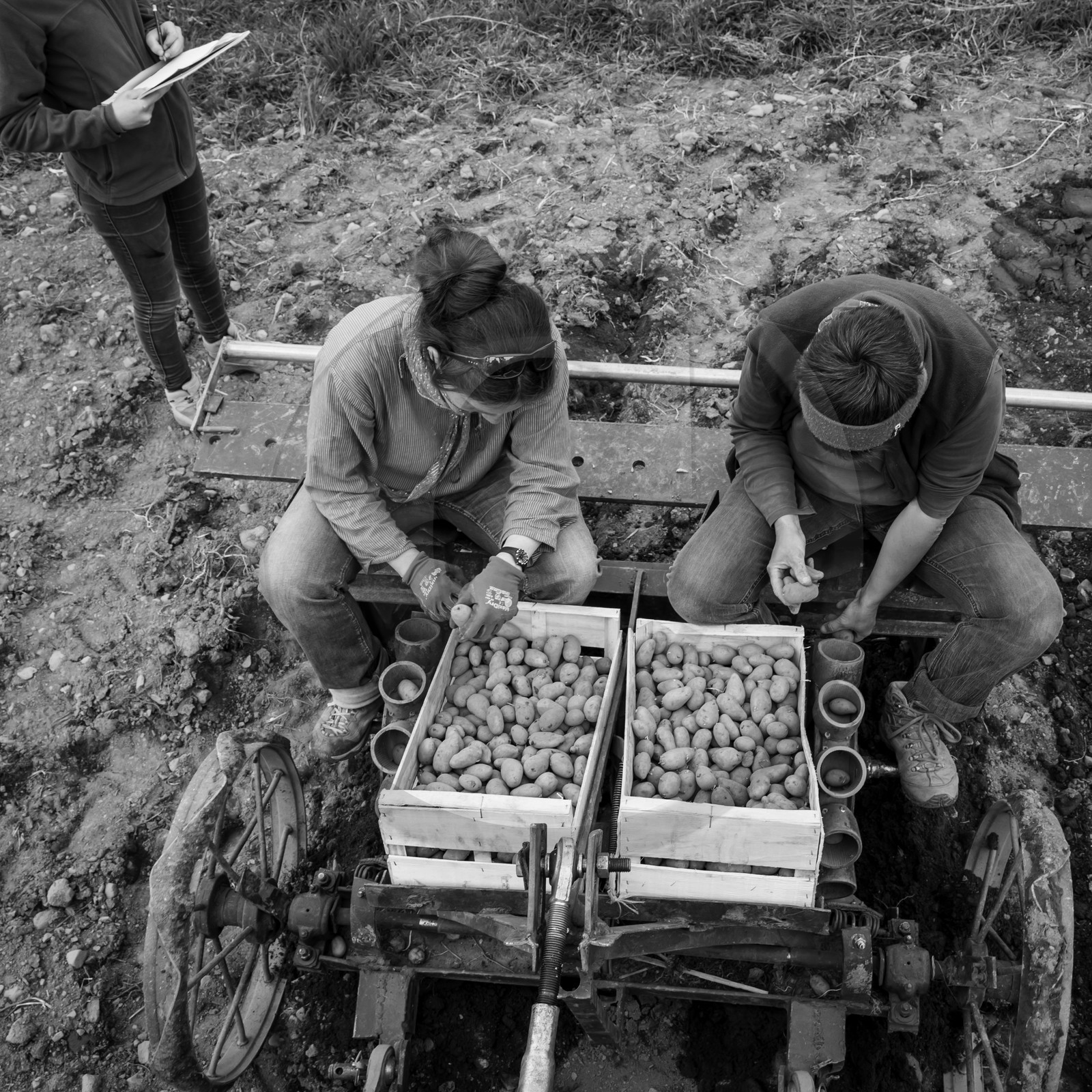 La plantation des pommes de terre