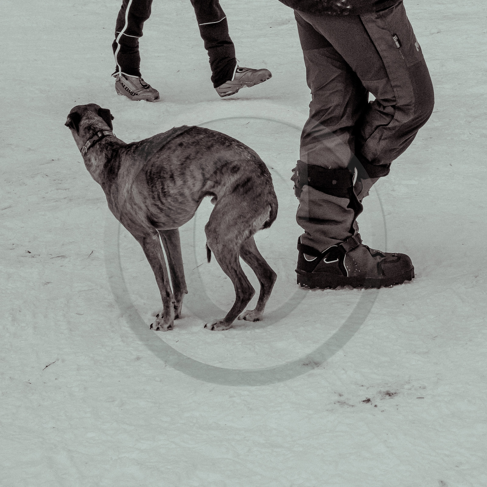 La Valgaude Traineau 2015