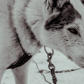 La Valgaude Traineau 2015