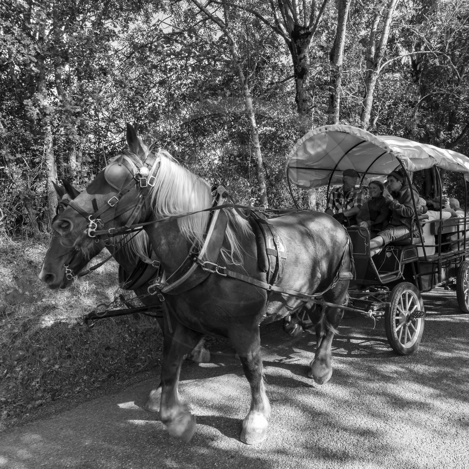 25 septembre 2019 : Promenade en calèche 25 septembre 2019 : Promenade en calèche
