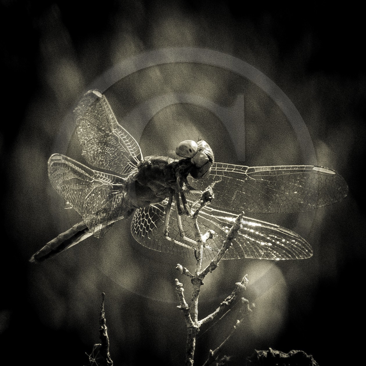 Portrait de libellule