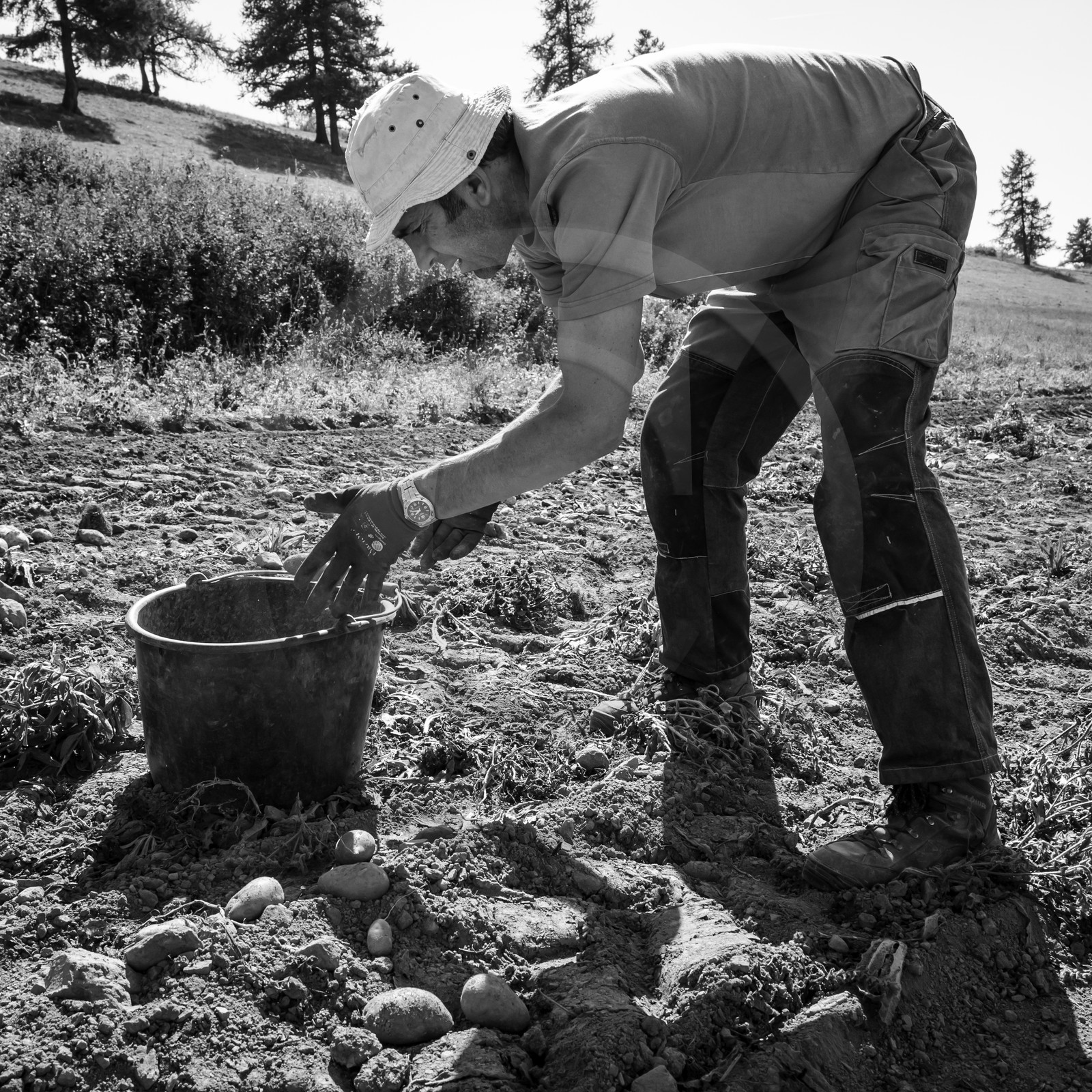 La récolte des pommes de terre