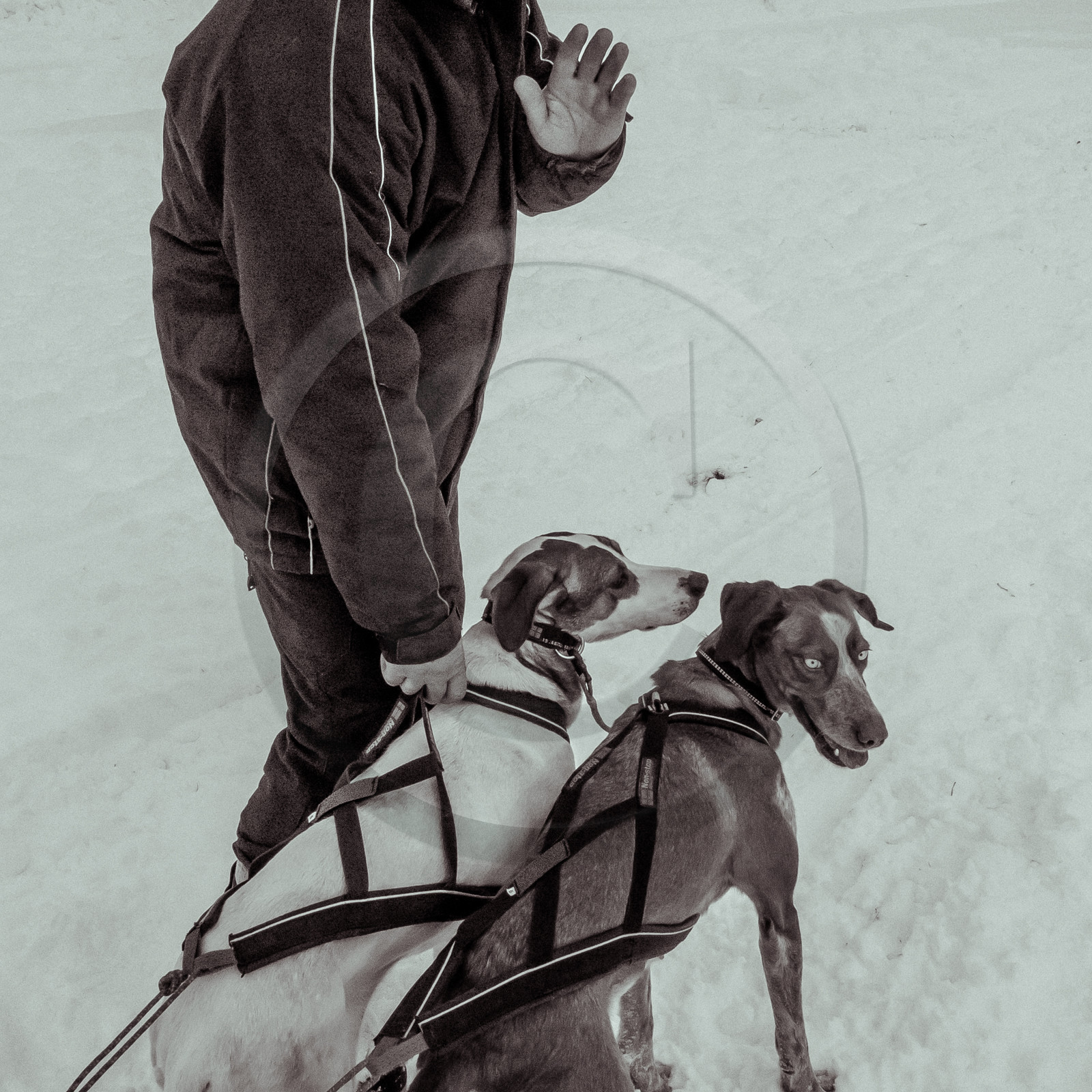 La Valgaude Traineau 2015