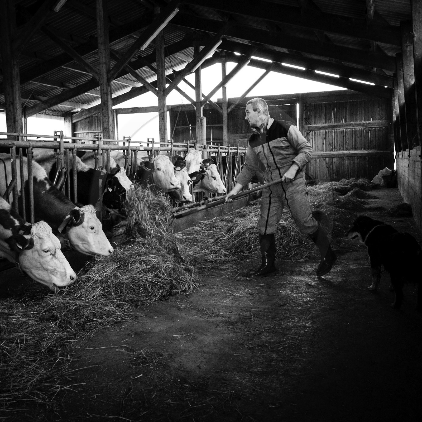 Les soins aux vaches