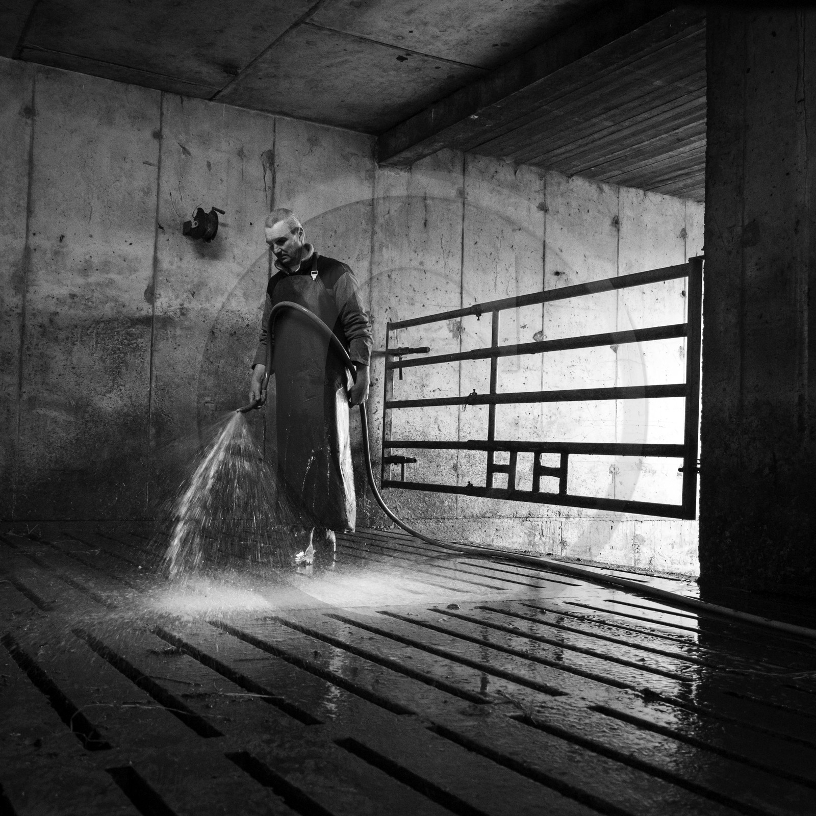 La traite des vaches