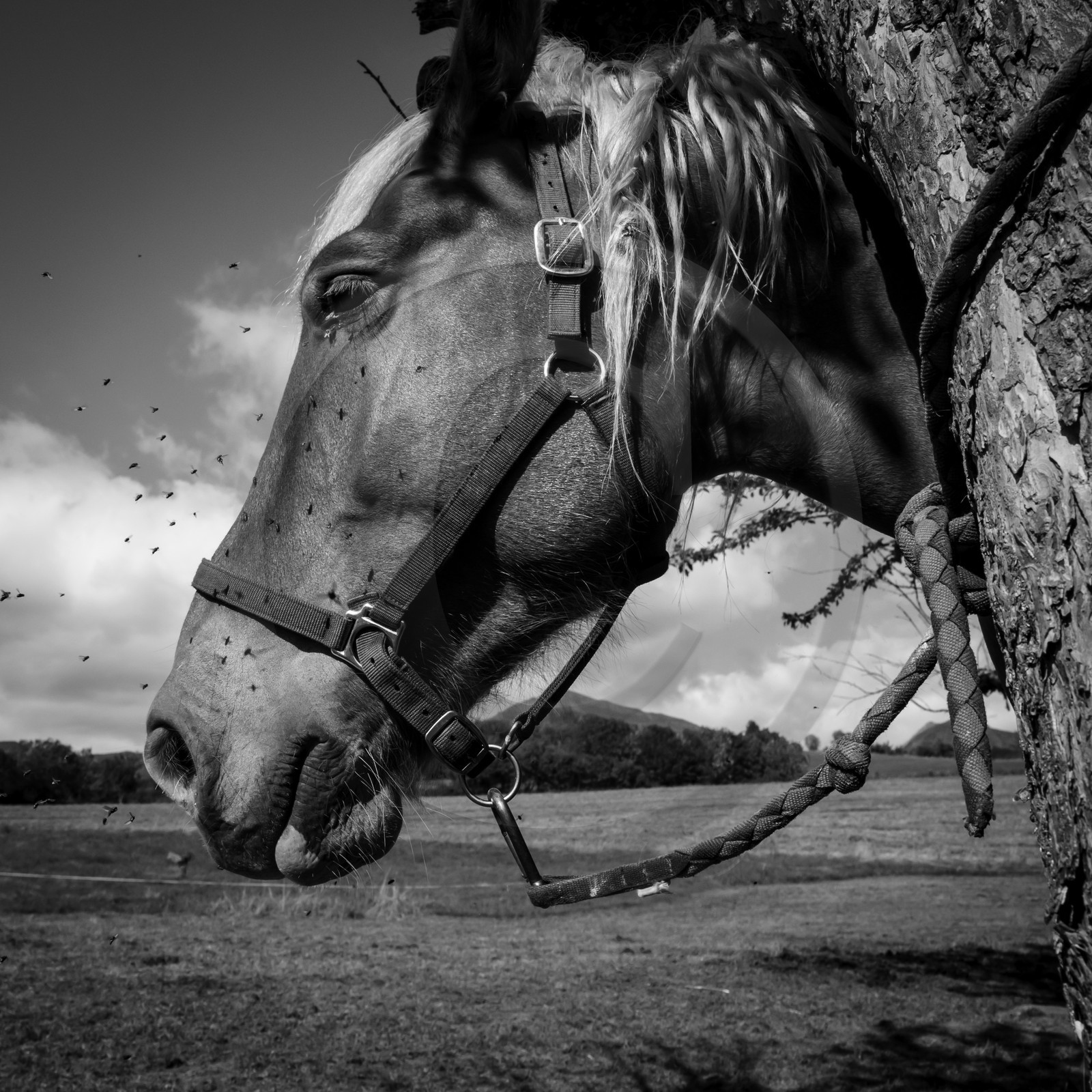 Chevaux de trait