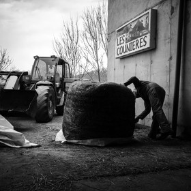 Les soins aux vaches