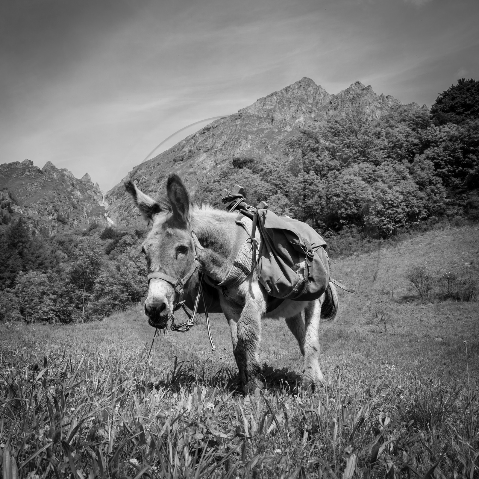 Portage avec des ânes