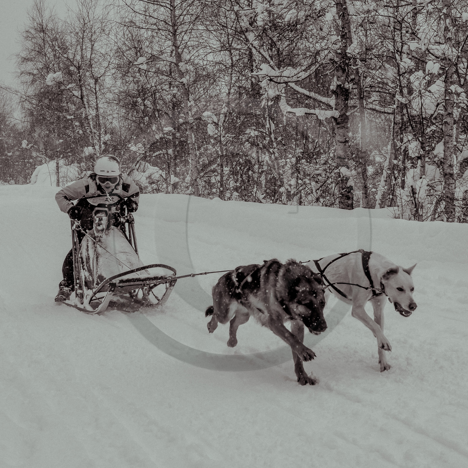 La Valgaude Traineau 2015 La Valgaude Traineau 2015