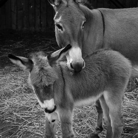 L'asinerie Le sentier des ânes