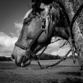 Chevaux de trait