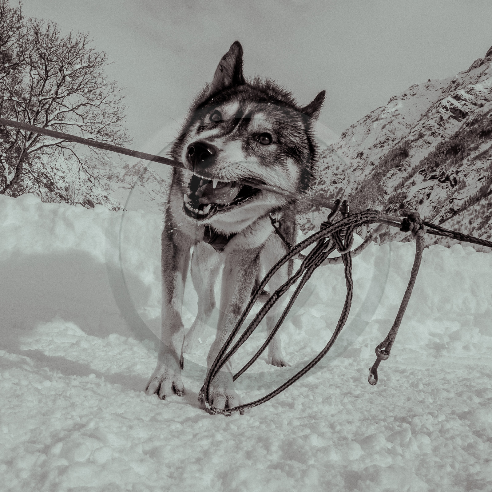 La Valgaude Traineau 2015