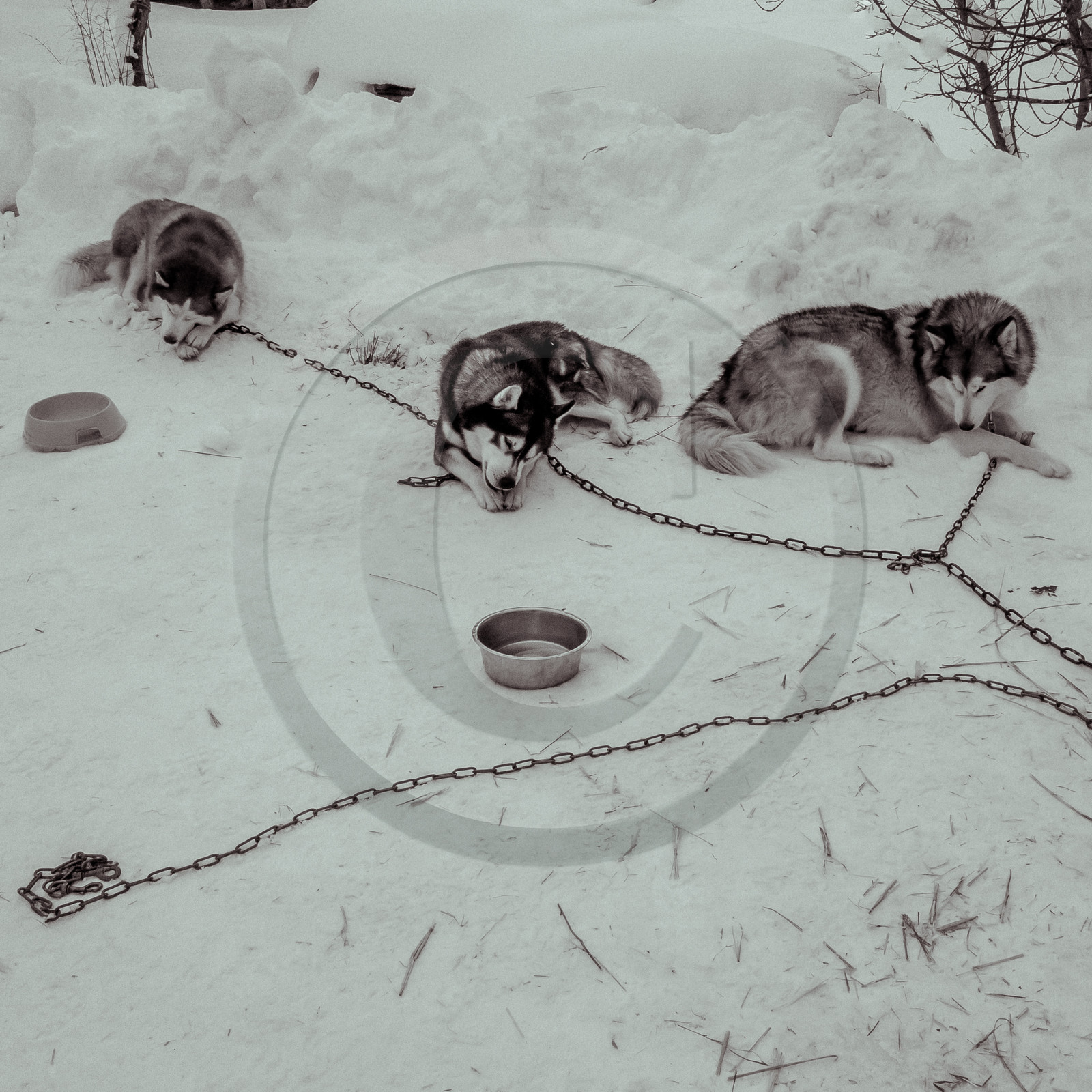 La Valgaude Traineau 2015