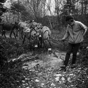 La transhumance des ânes