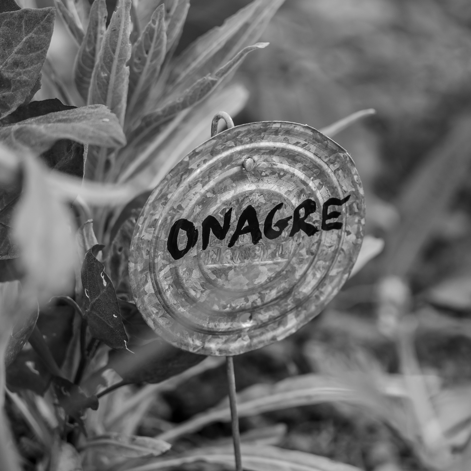 16 mai 2025 : Journée des aidants