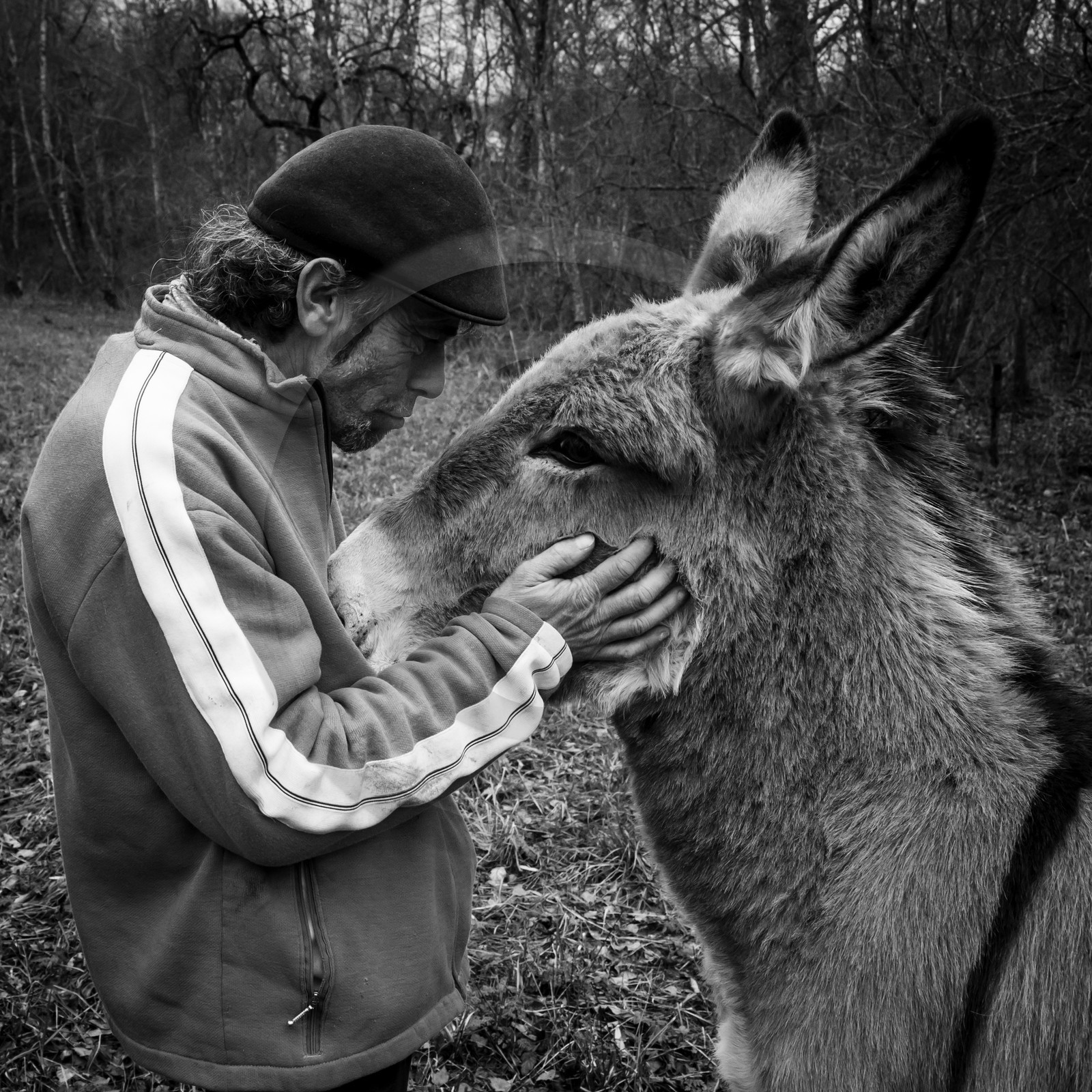 L'asinerie Le sentier des ânes