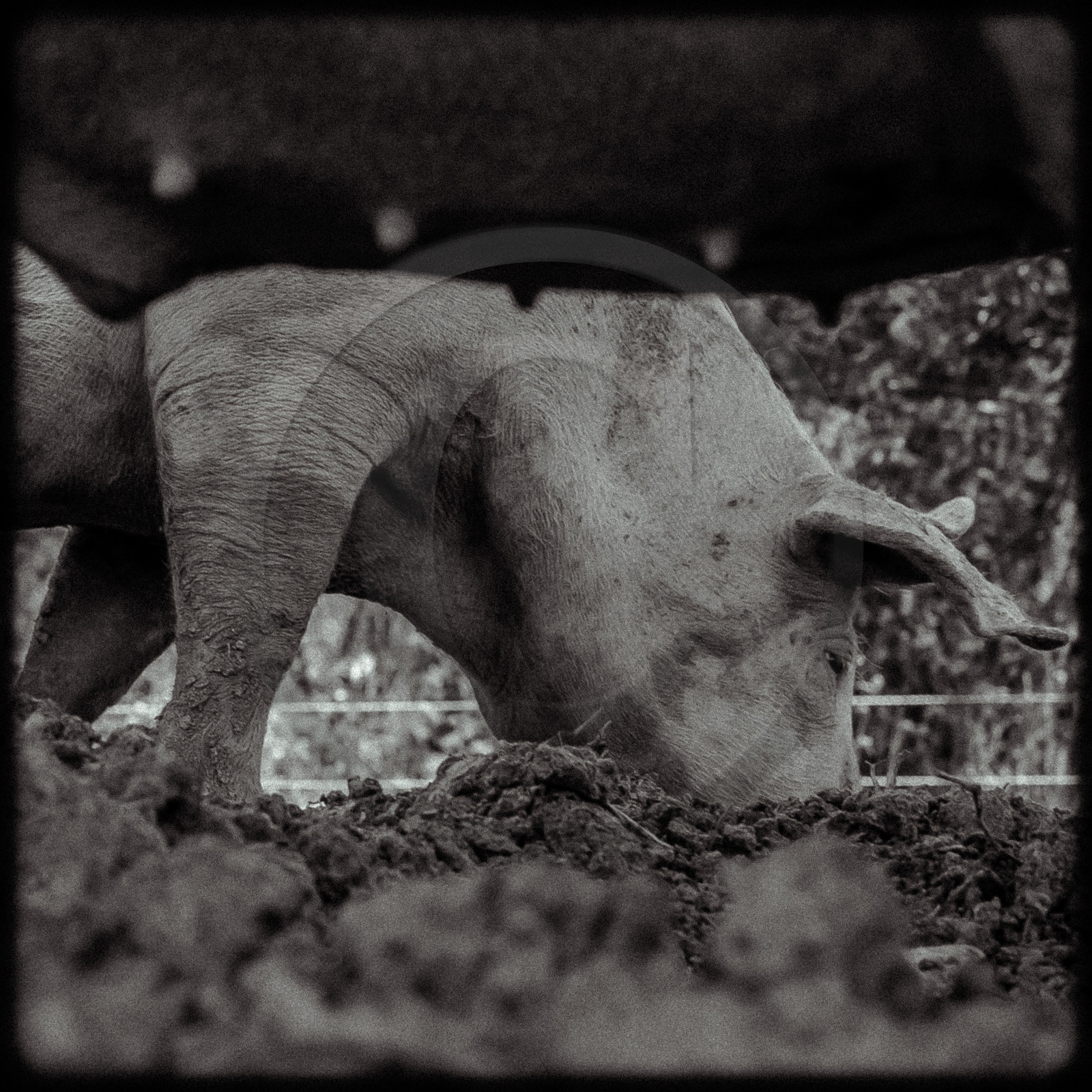 Portraits des animaux de la ferme