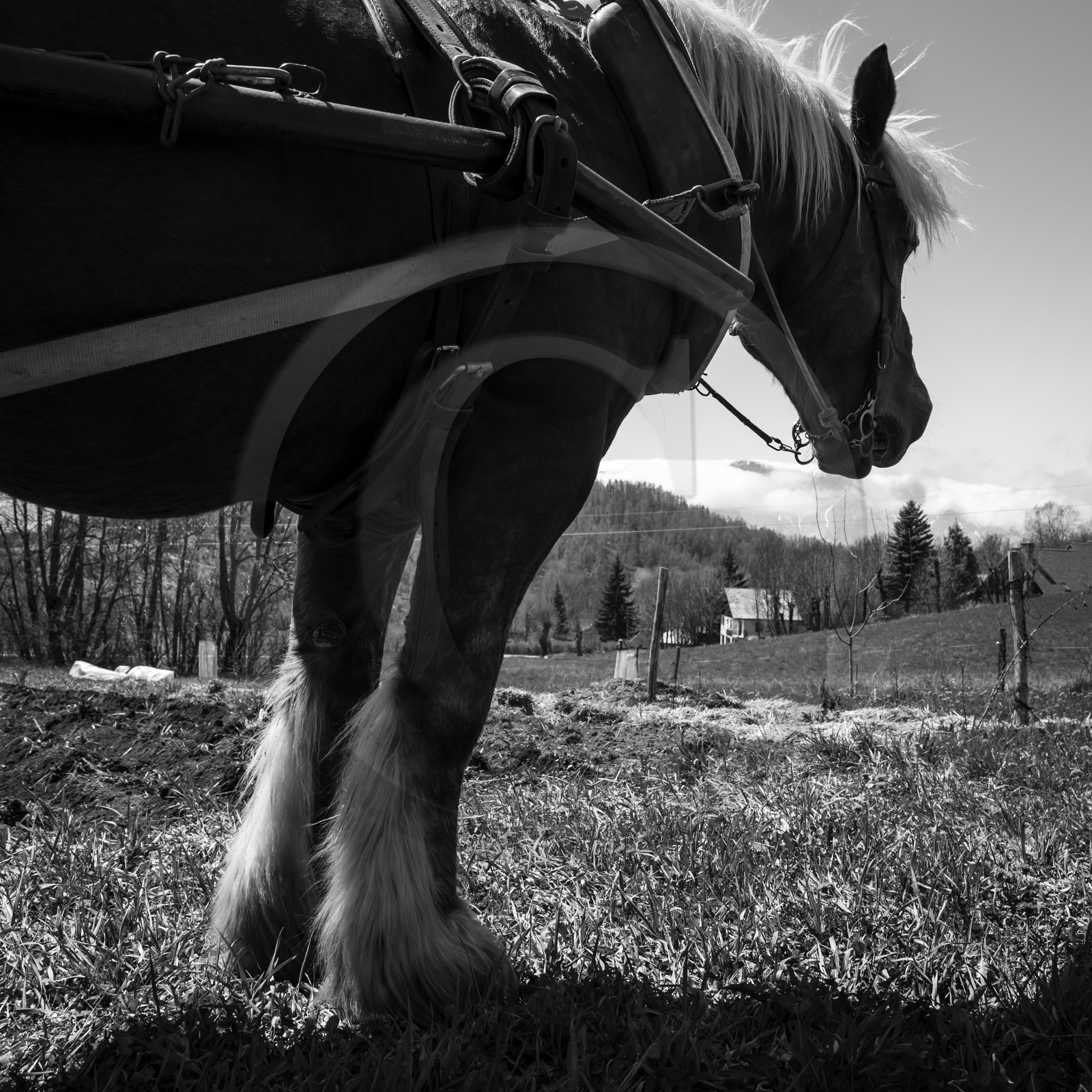 Labour avec un cheval