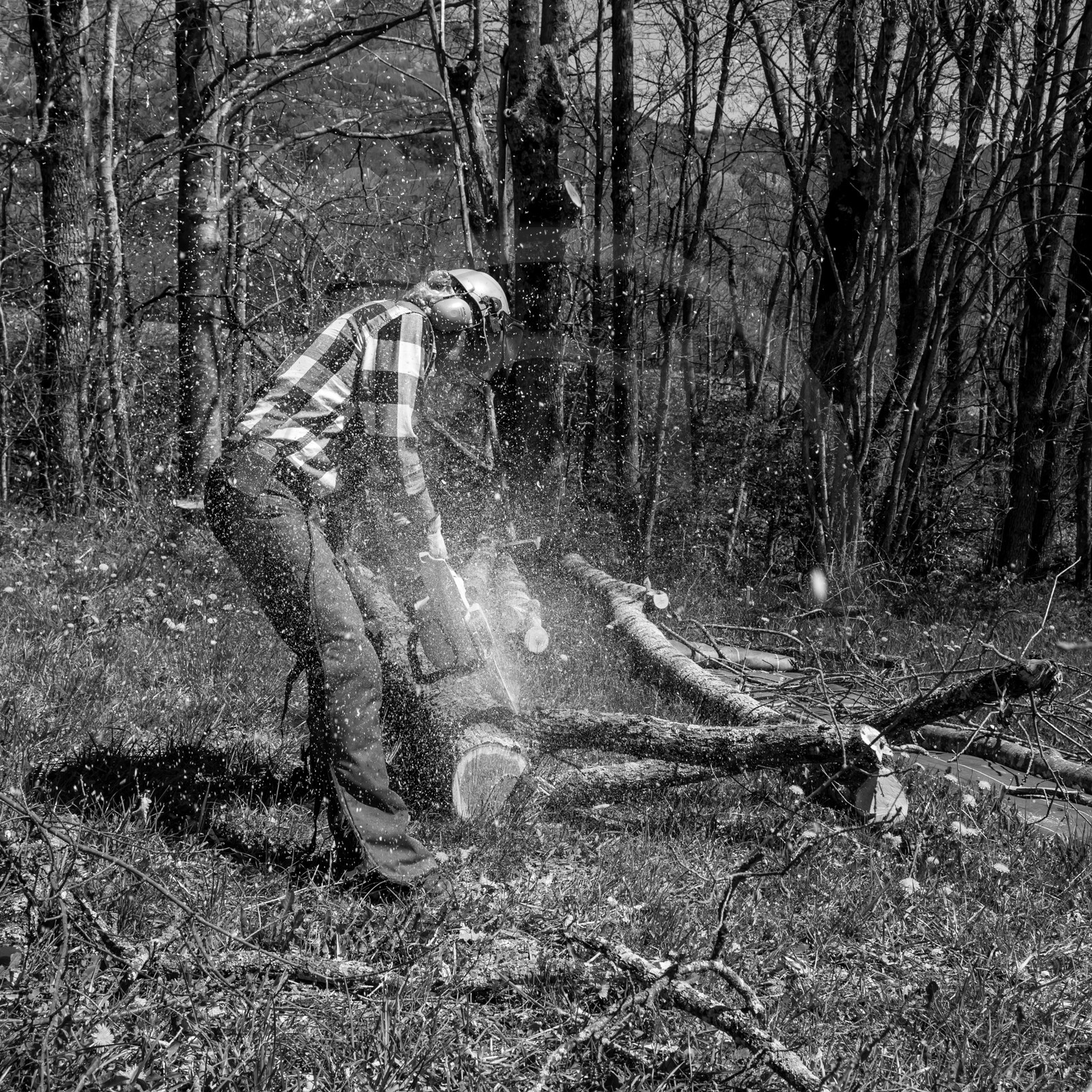 Coupe du bois - 17 04 17