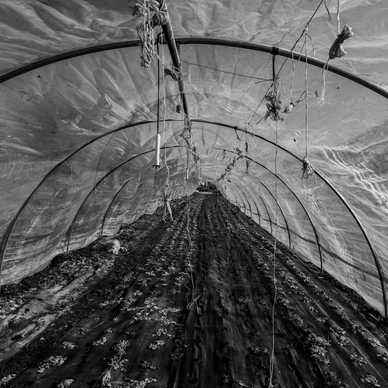 Montage de serres tunnel Montage de serres tunnel