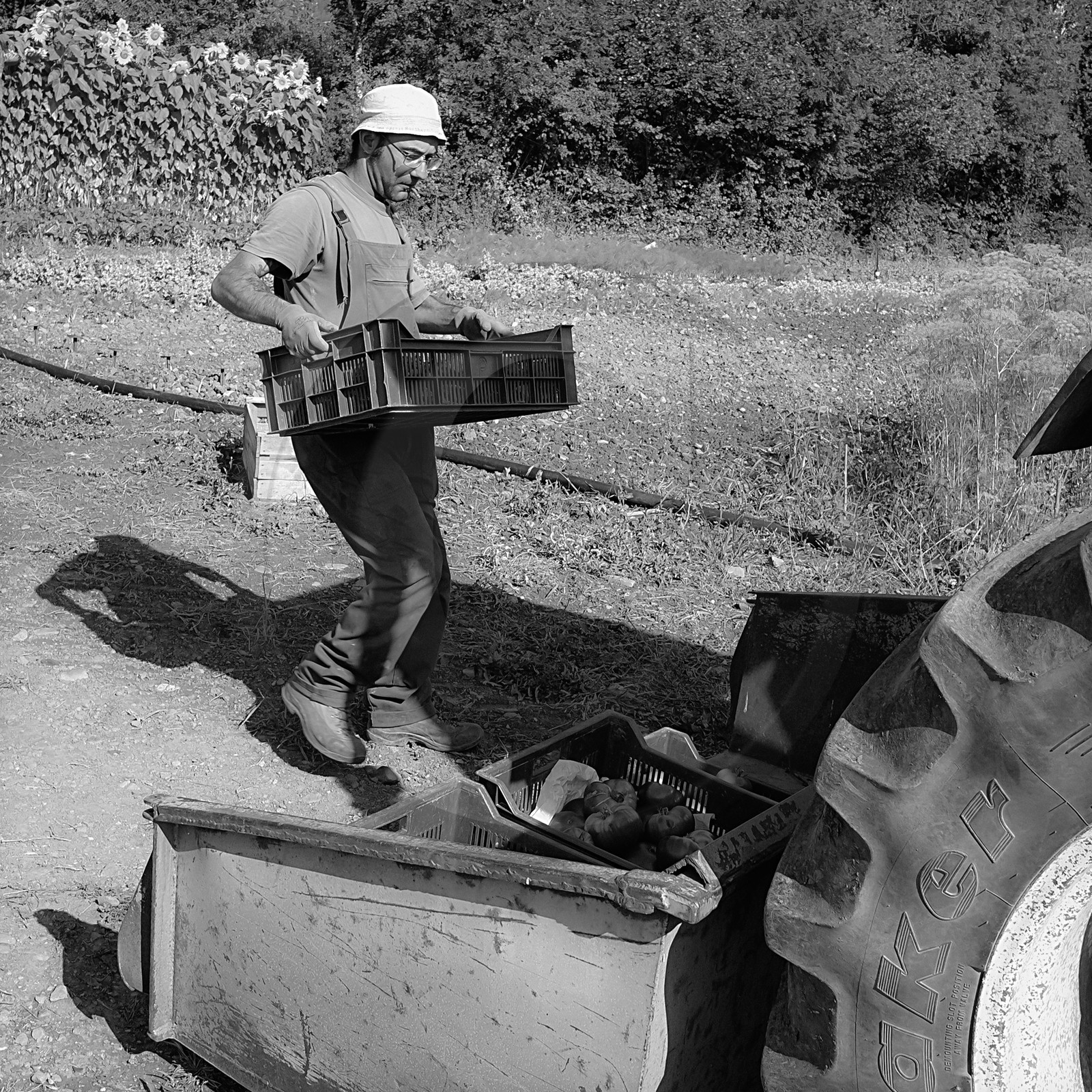 Stéphane Saint-Aubin, maraicher à Pelleautier