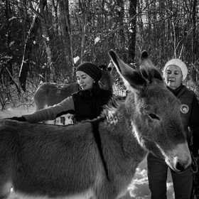 Les ânes dans la neige