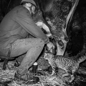 La traite des vaches