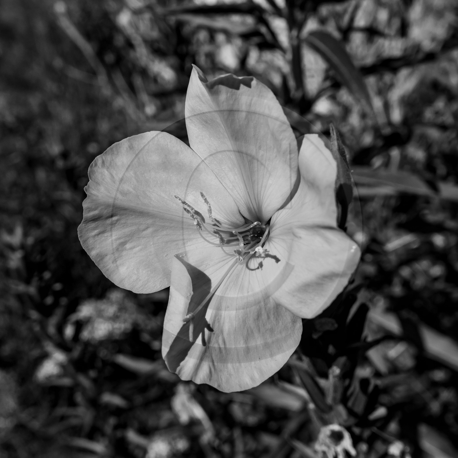 16 août 2021 : Journée des aidants