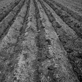 Labour avec un cheval