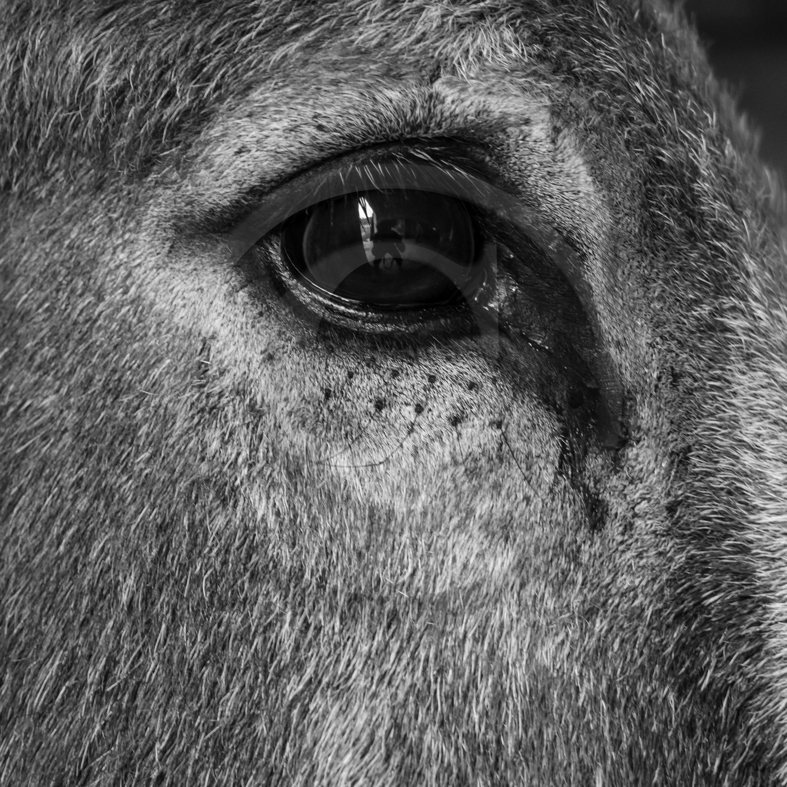 L'asinerie Le sentier des ânes