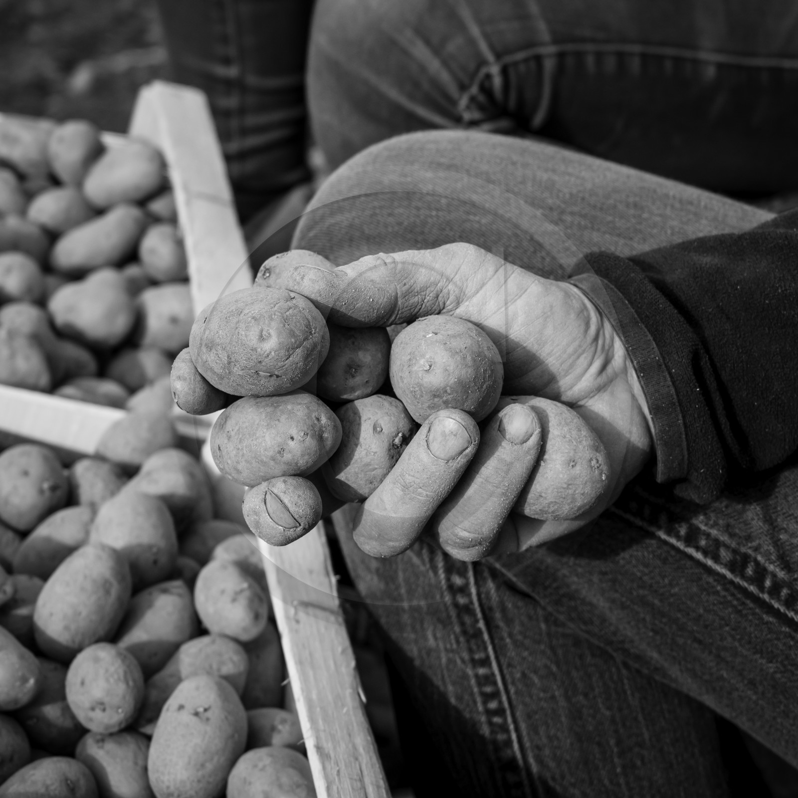La plantation des pommes de terre