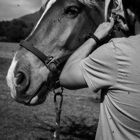 Chevaux de trait