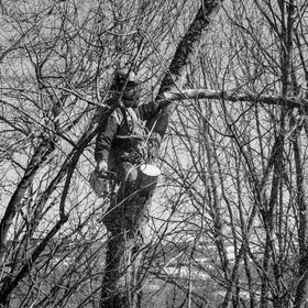 Elagage - 08 03 2017