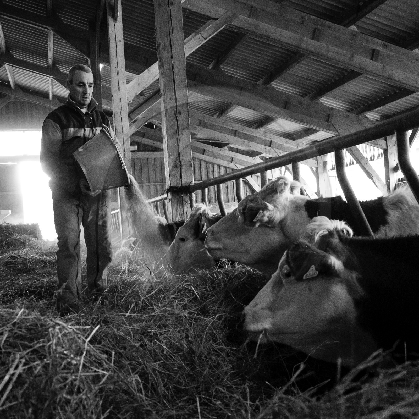 Les soins aux vaches