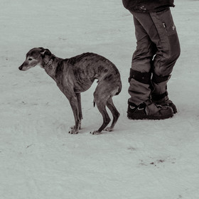 La Valgaude Traineau 2015
