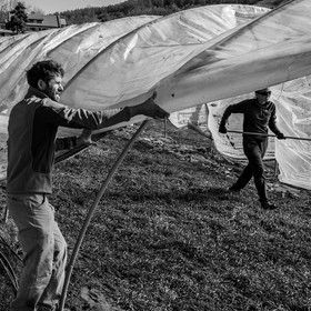 Montage de serres tunnel