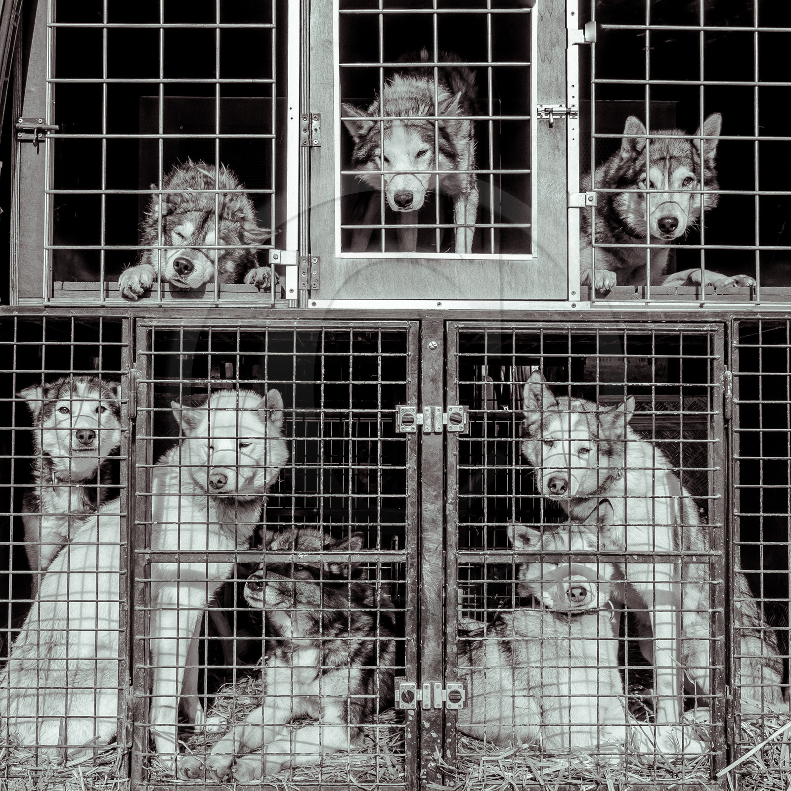 La Valgaude Traineau 2015