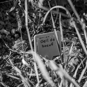 24 octobre 2021 : Fais ta soupe et ramène ta pomme