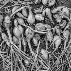 Maraichage biologique dans le Champsaur