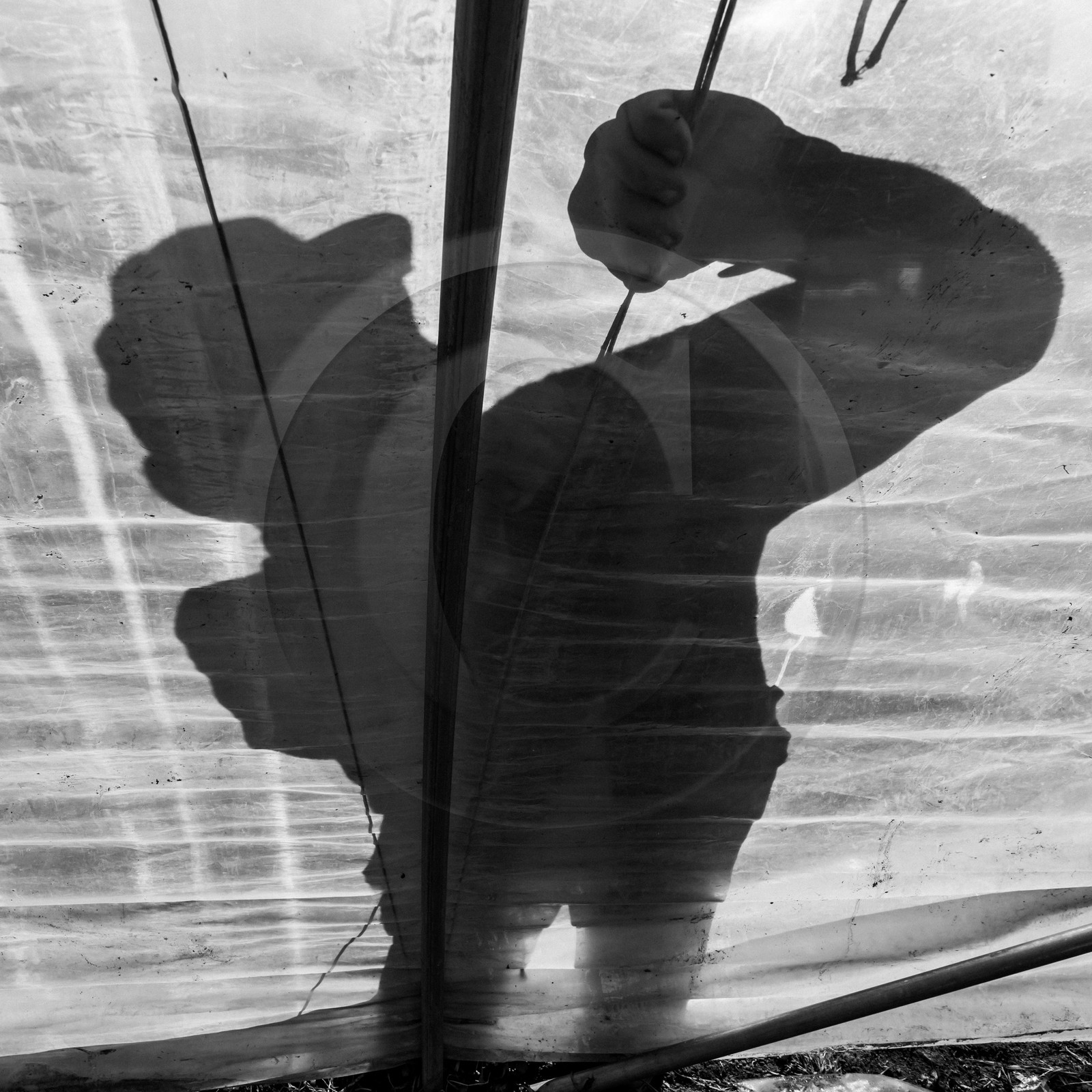 Montage de serres tunnel Montage de serres tunnel