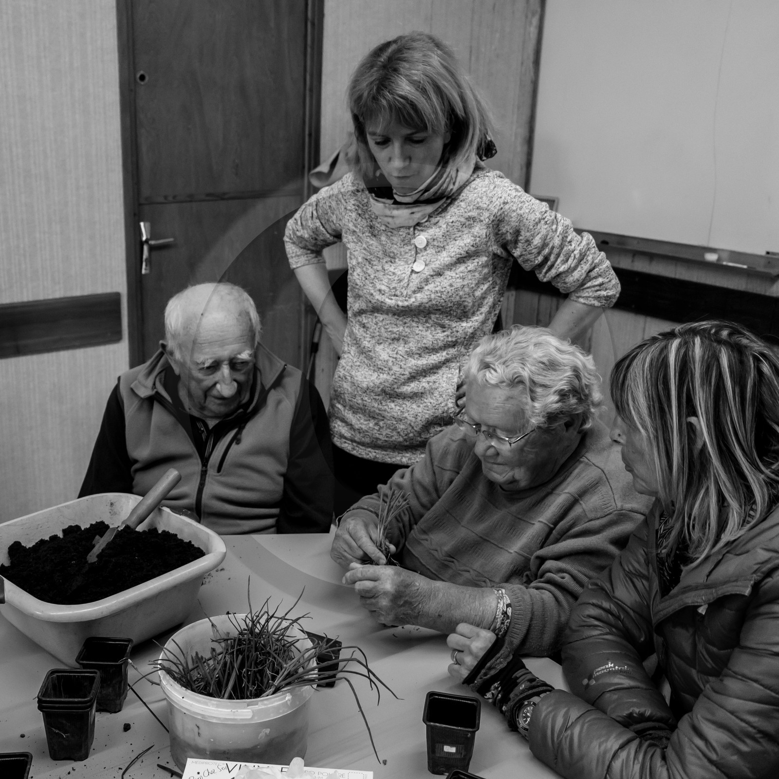 Atelier repiquage de plants de ciboulettes - 05 04 2017 Atelier repiquage de plants de ciboulettes - 05 04 2017