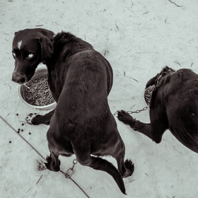 La Valgaude Traineau 2015