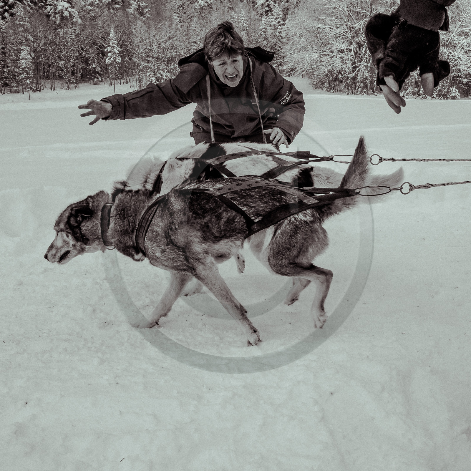 La Valgaude Traineau 2015