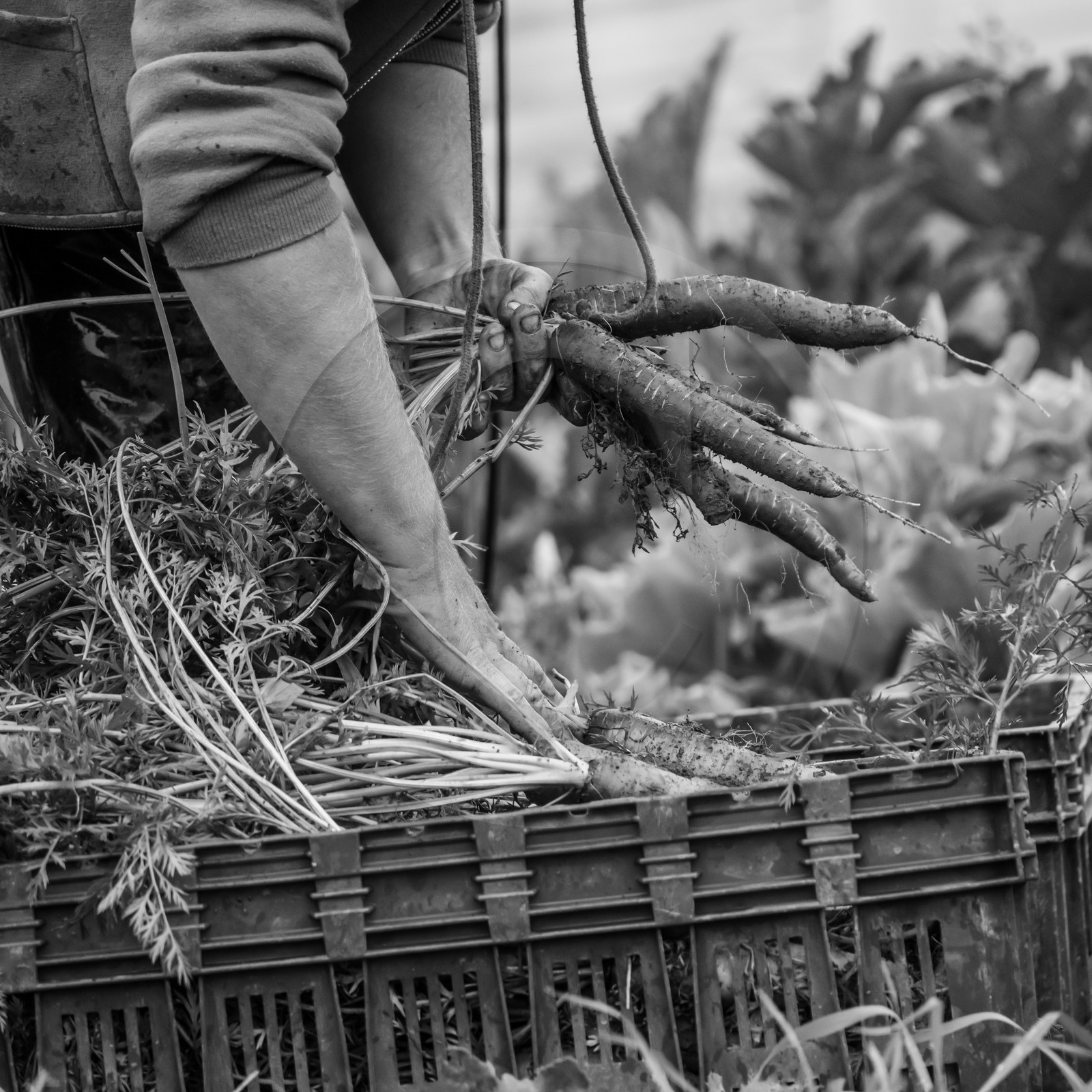 Maraichage biologique dans le Champsaur