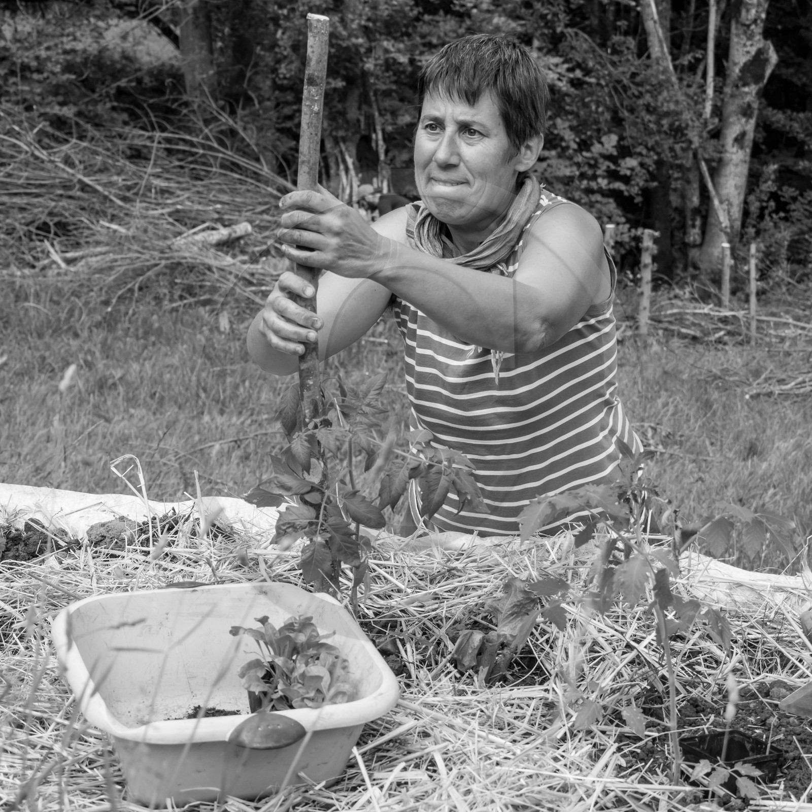 31 mai 2017 - Jardinage