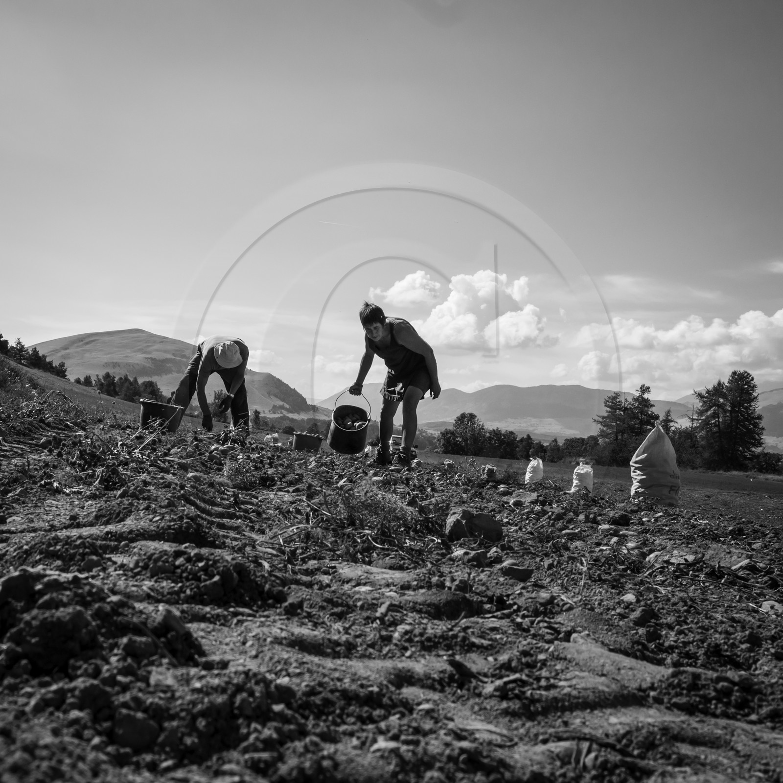 La récolte des pommes de terre