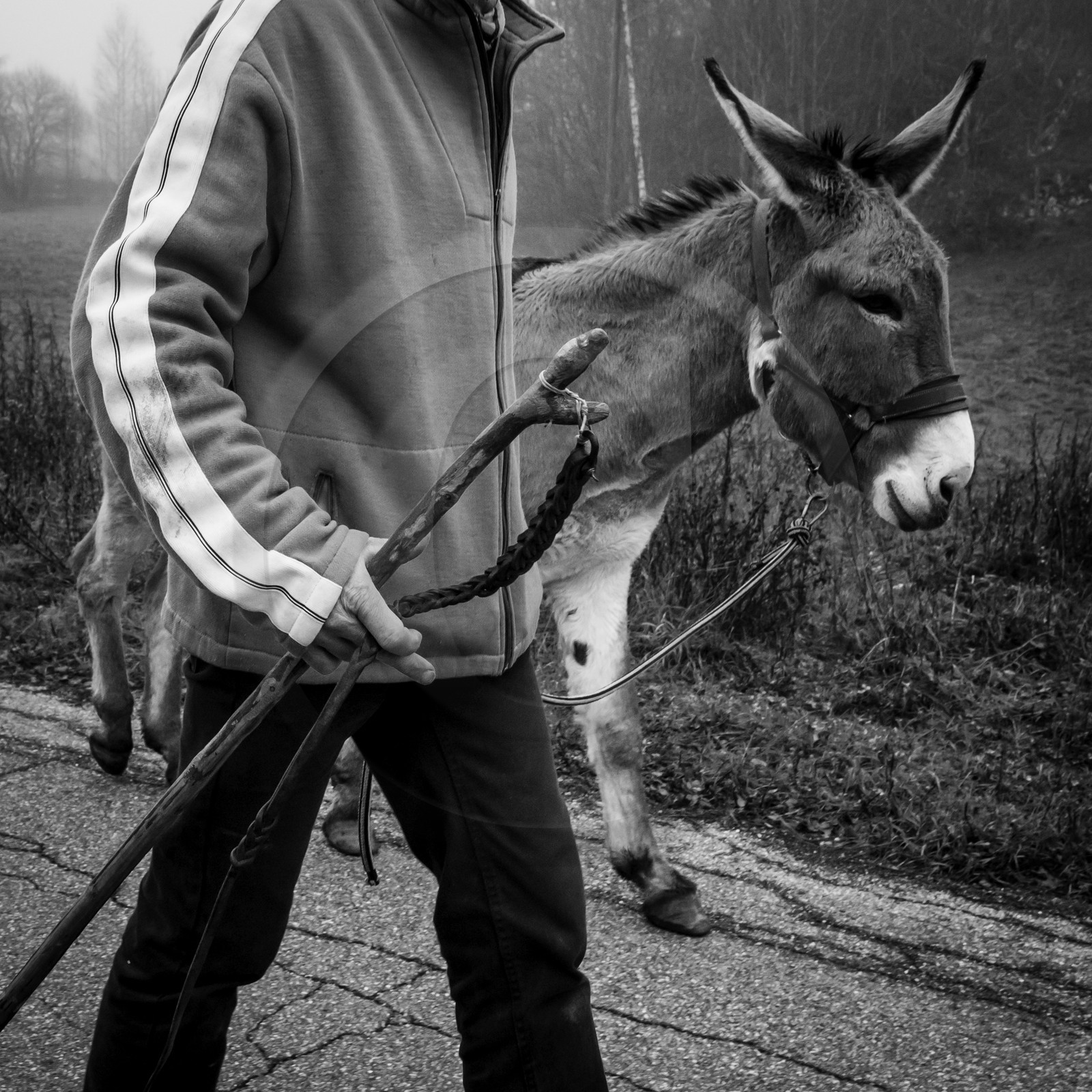 La transhumance des ânes