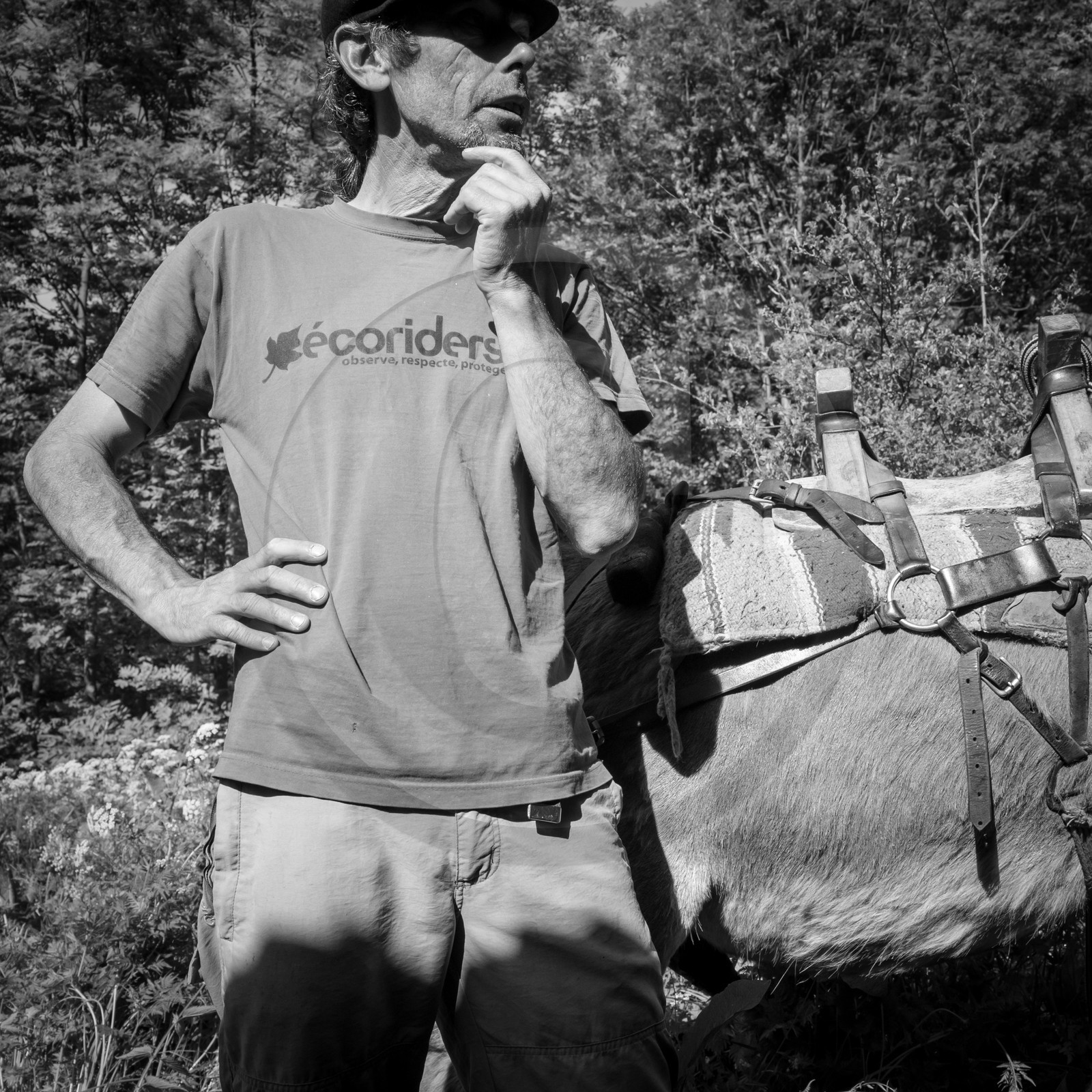 Portage avec des ânes