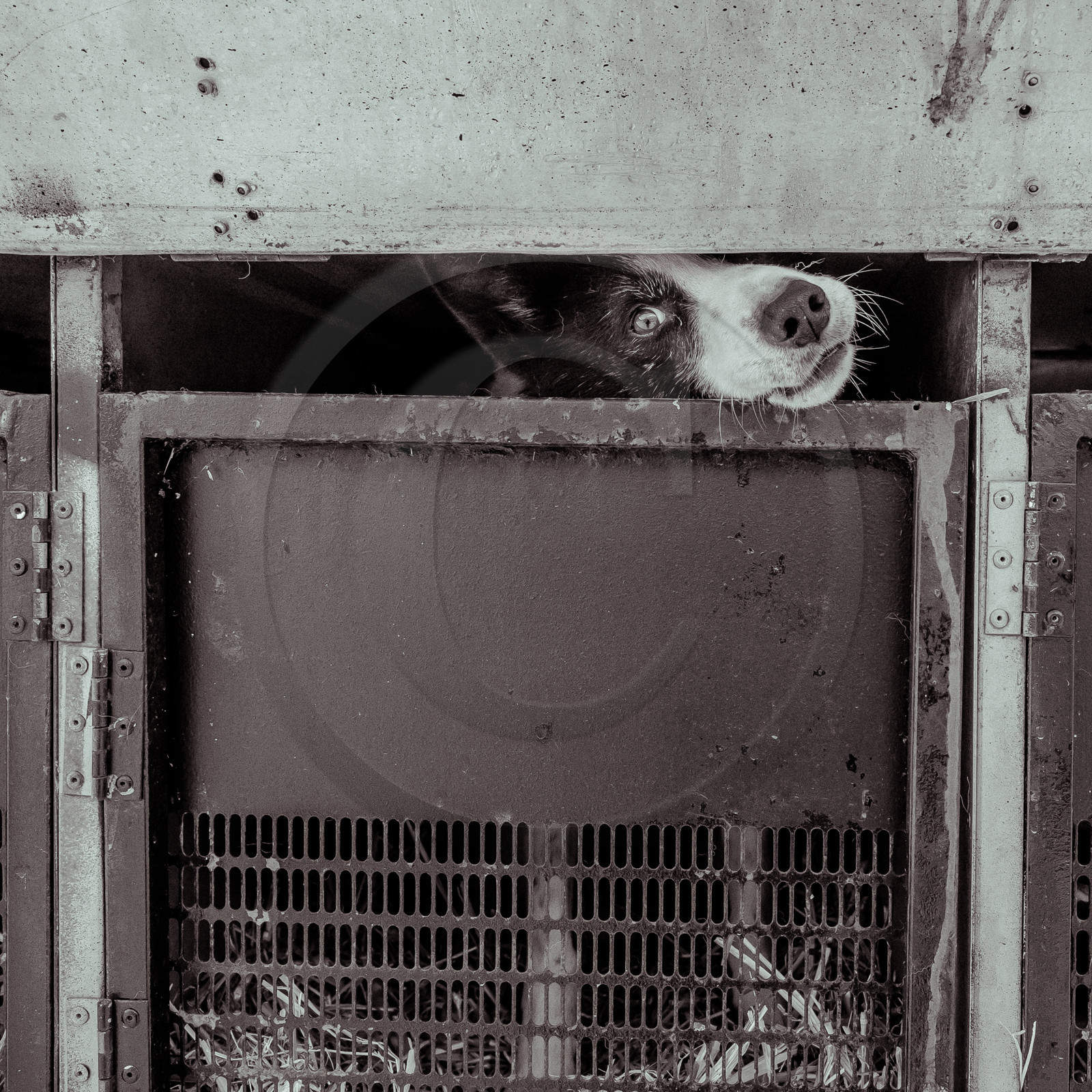 La Valgaude Traineau 2015